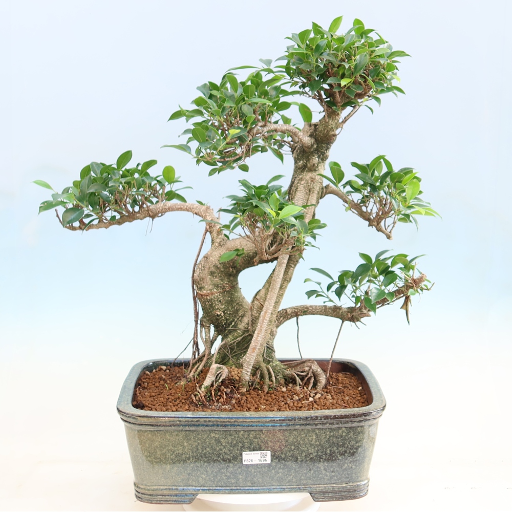 Pokój bonsai - Ficus kimmen - figowiec drobnolistny