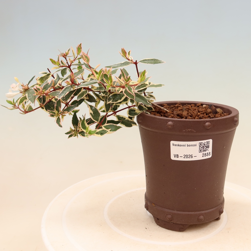 Bonsai ogrodowe – Abelia gr. Confetti – Abelia wielkokwiatowa