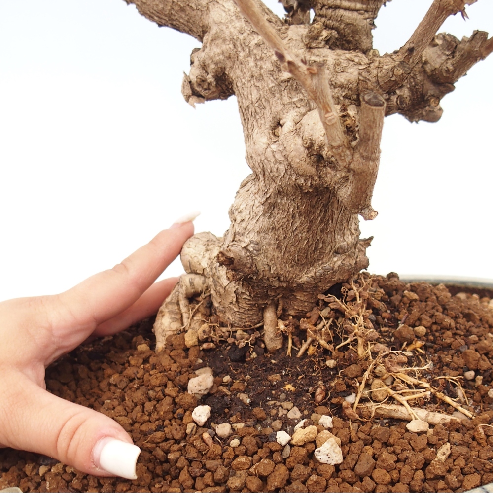 Bonsai zewnętrzne - Vistaria - Wisteria