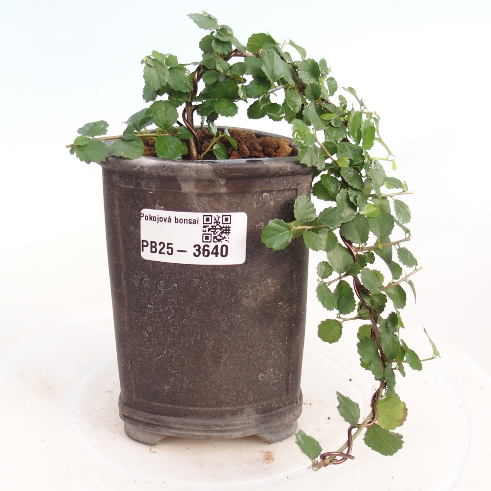 Pokój bonsai - Grewia sp. - Grewia malafolia