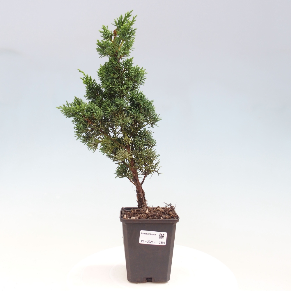 Outdoor bonsai - Juniperus chinensis Kishu - chiński jałowiec