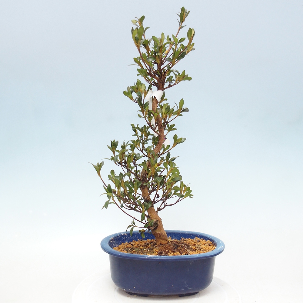 Bonsai zewnętrzne - Azalia japońska - Azalia HANABIN