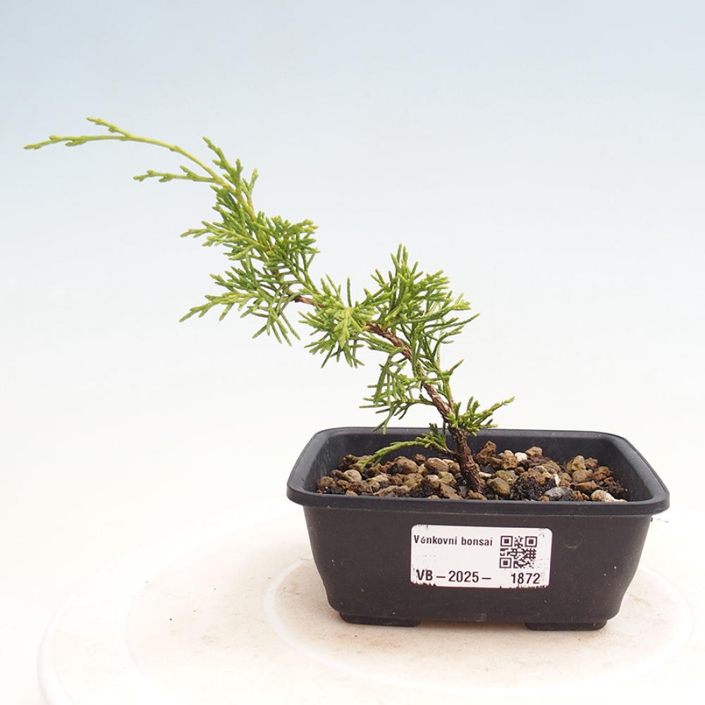 Outdoor bonsai - Juniperus chinensis Itoigawa - Jałowiec chiński