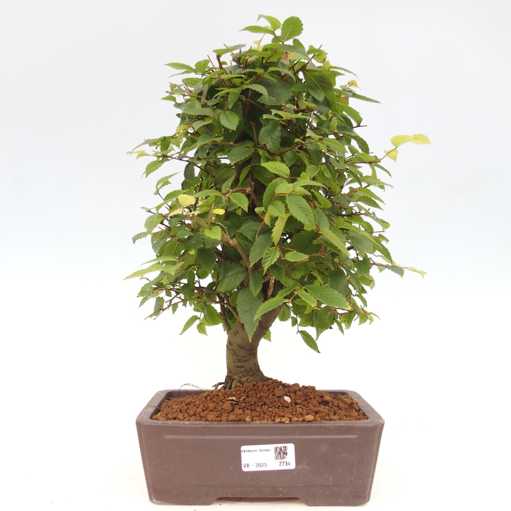 Bonsai na zewnątrz - Zelkova - Zelkova serrata