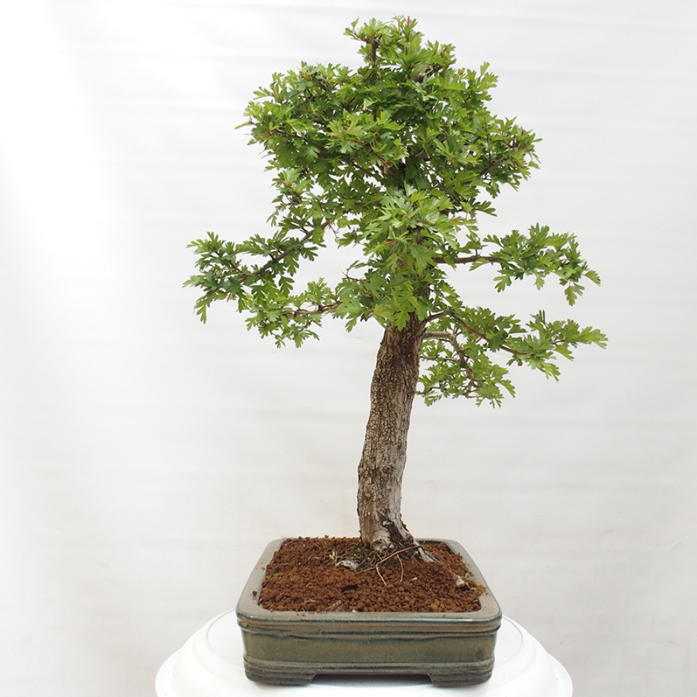 Bonsai zewnętrzne - Głóg - Crataegus monogyna