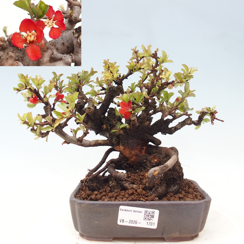 Bonsai zewnętrzne - Chaneomeles speciosa - Pigwa