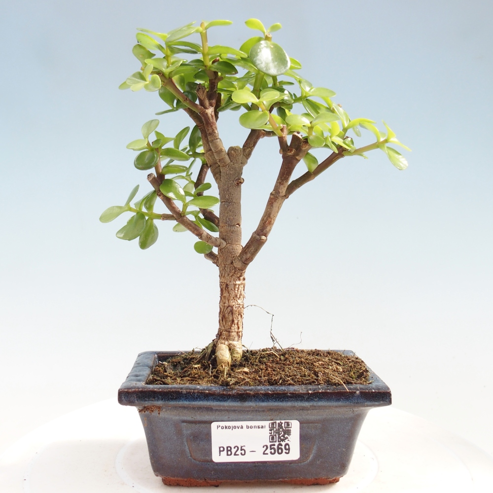 Kryty bonsai - Portulakaria Afra - Tlustice