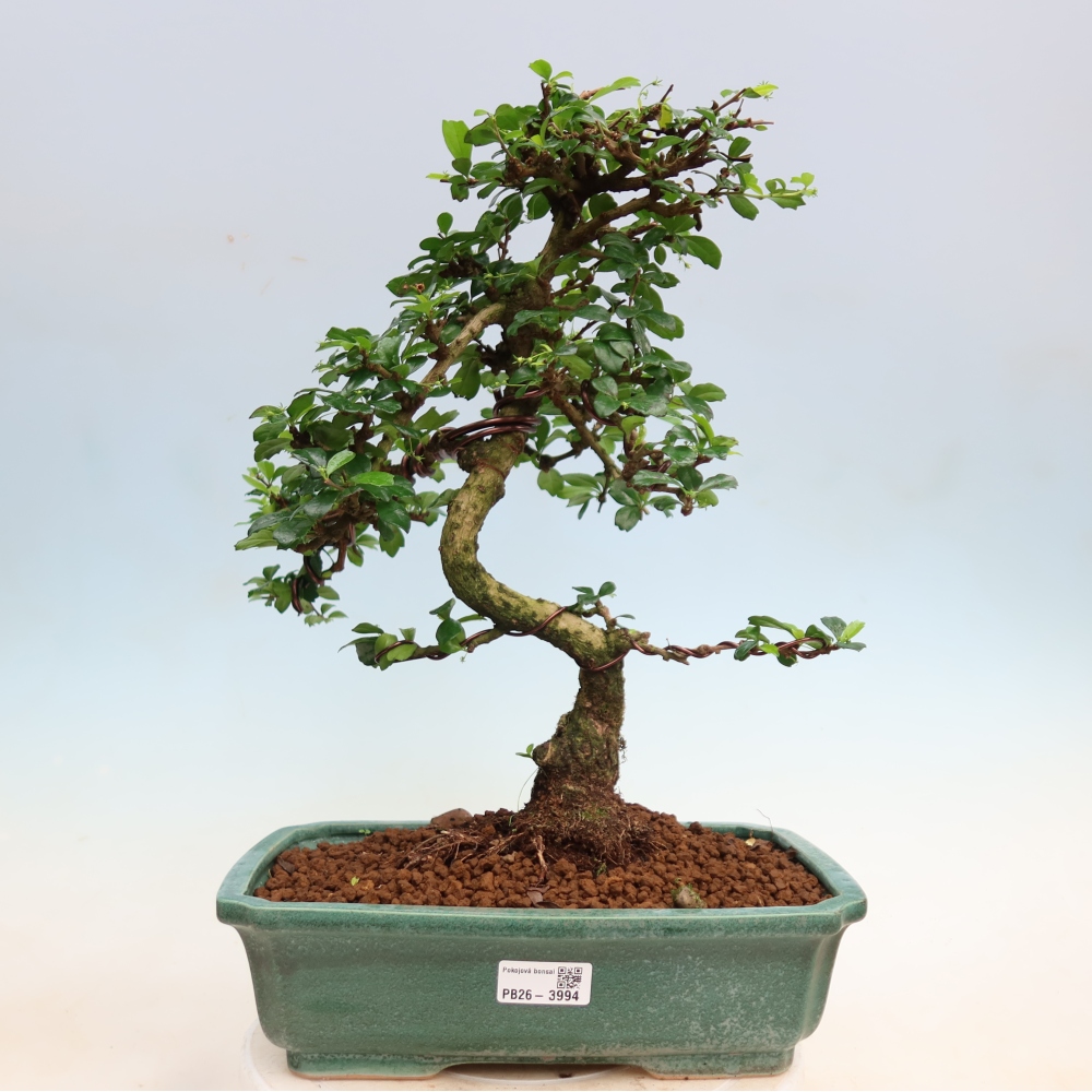 Bonsai pokojowe - Carmona macrophylla - Tea fuki