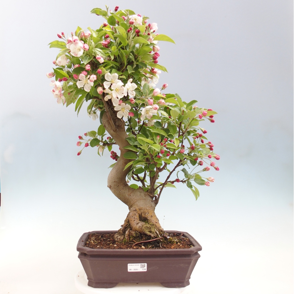 Outdoor bonsai - Malus halliana - Jabłoń drobnoowocowa