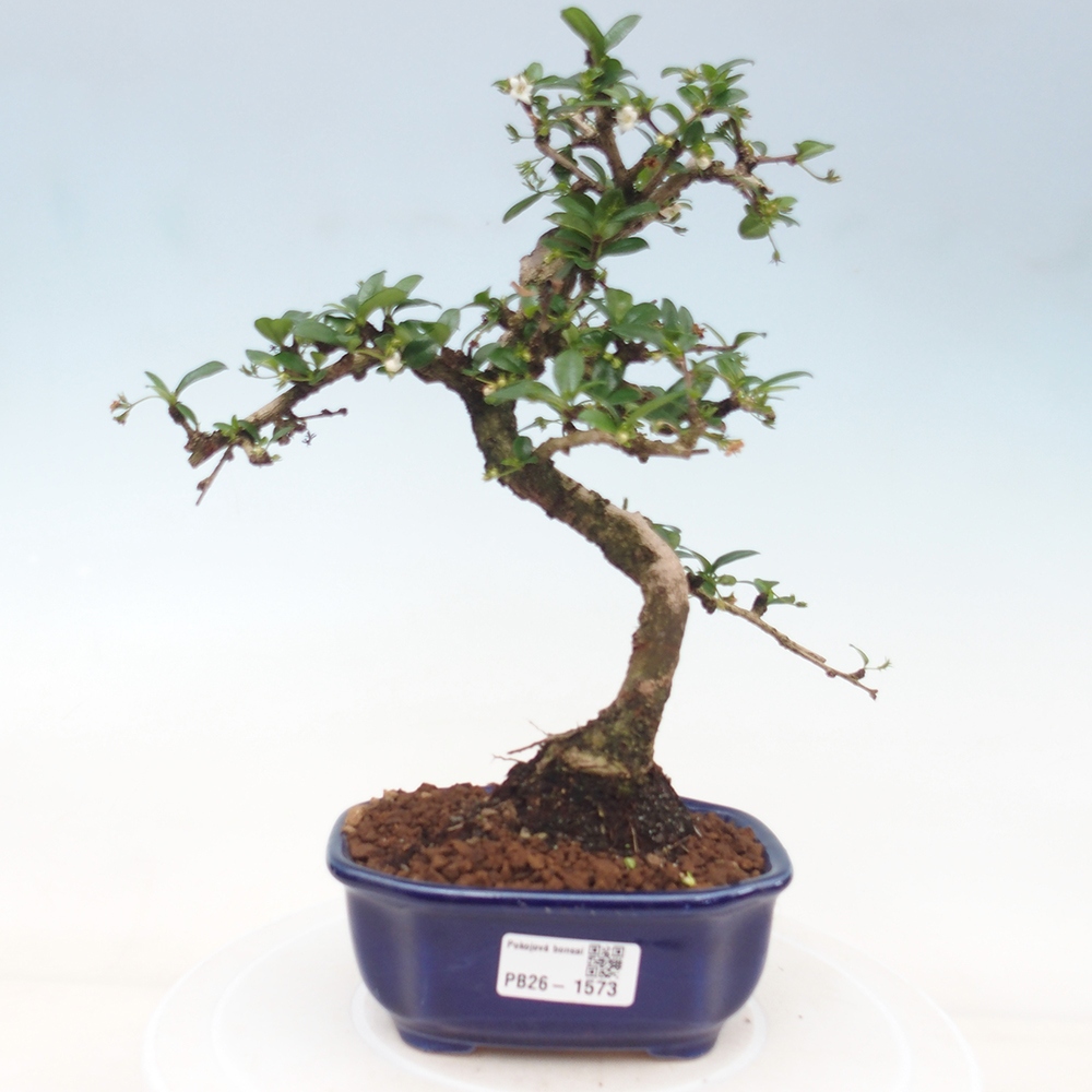 Bonsai pokojowe - Carmona macrophylla - Tea fuki
