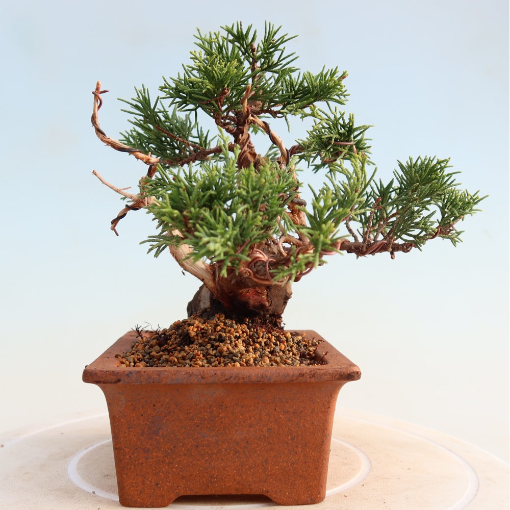 Outdoor bonsai - Juniperus chinensis Itoigawa - Jałowiec chiński