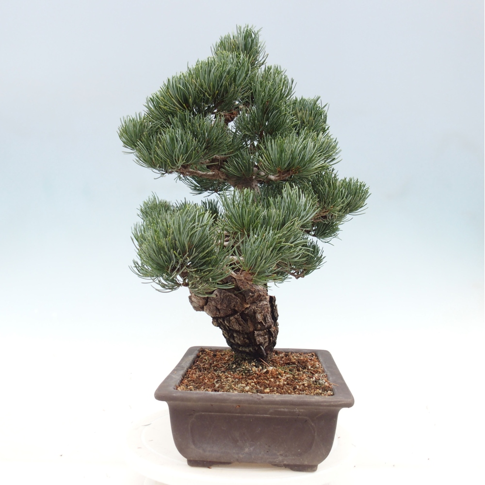 Outdoor bonsai - Pinus parviflora - Mała sosna