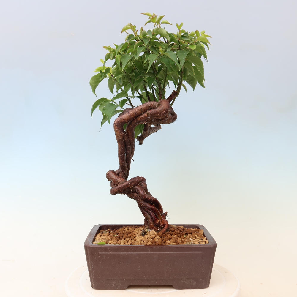 Bonsai ogrodowe – japońska śliwka – Prunus Mume
