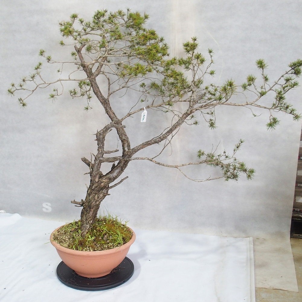 Yamadori - Pinus sylvestris 