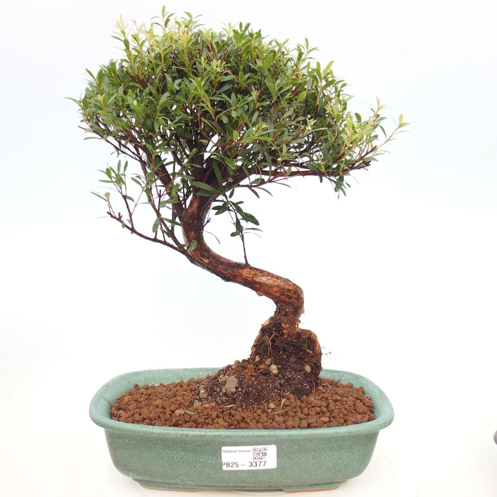 Pokój bonsai - Syzygium - Pimento