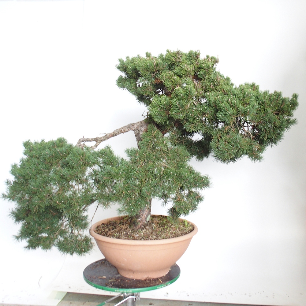 Yamadori - Pinus sylvestris Hiszpania