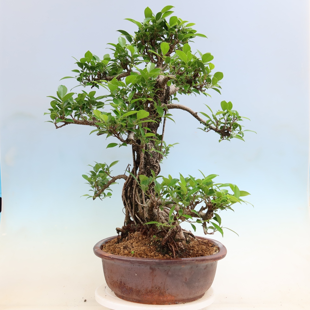 Pokój bonsai - Ficus kimmen - figowiec drobnolistny