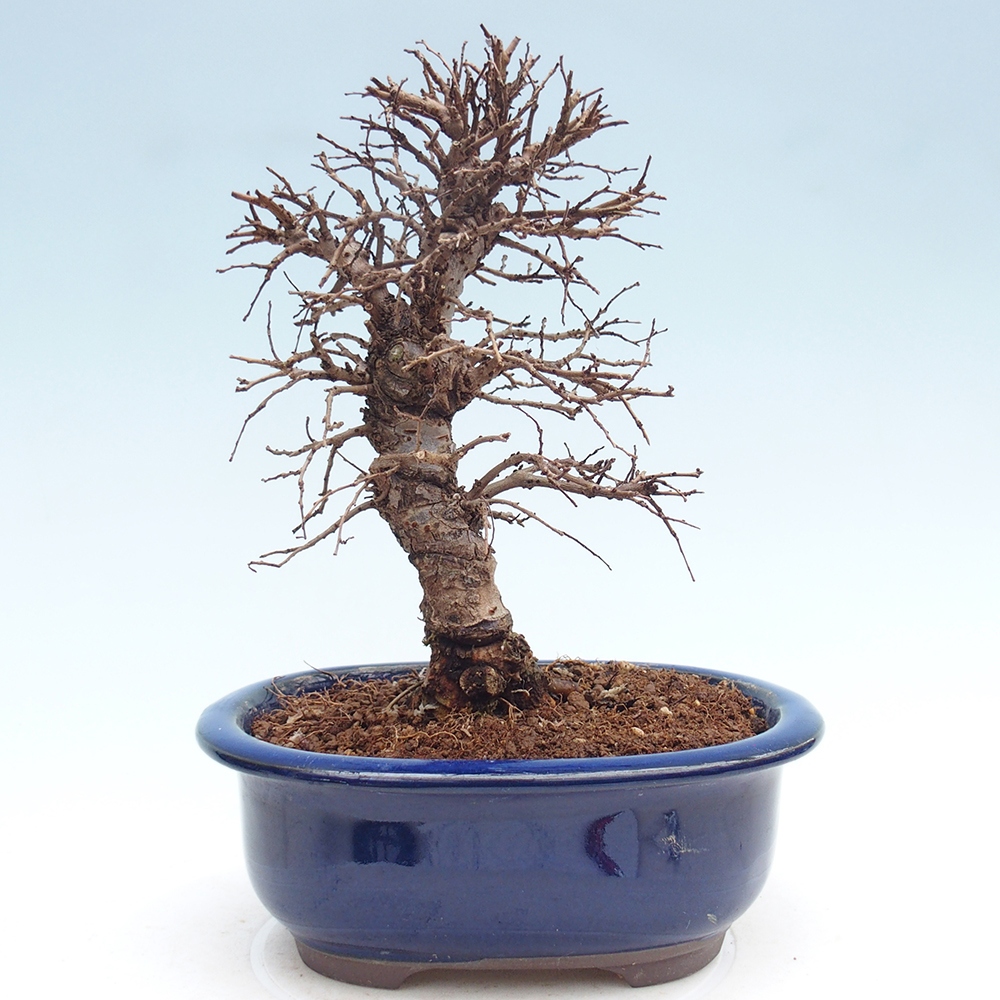 Bonsai zewnętrzne - Zelkova - Zelkova NIRE