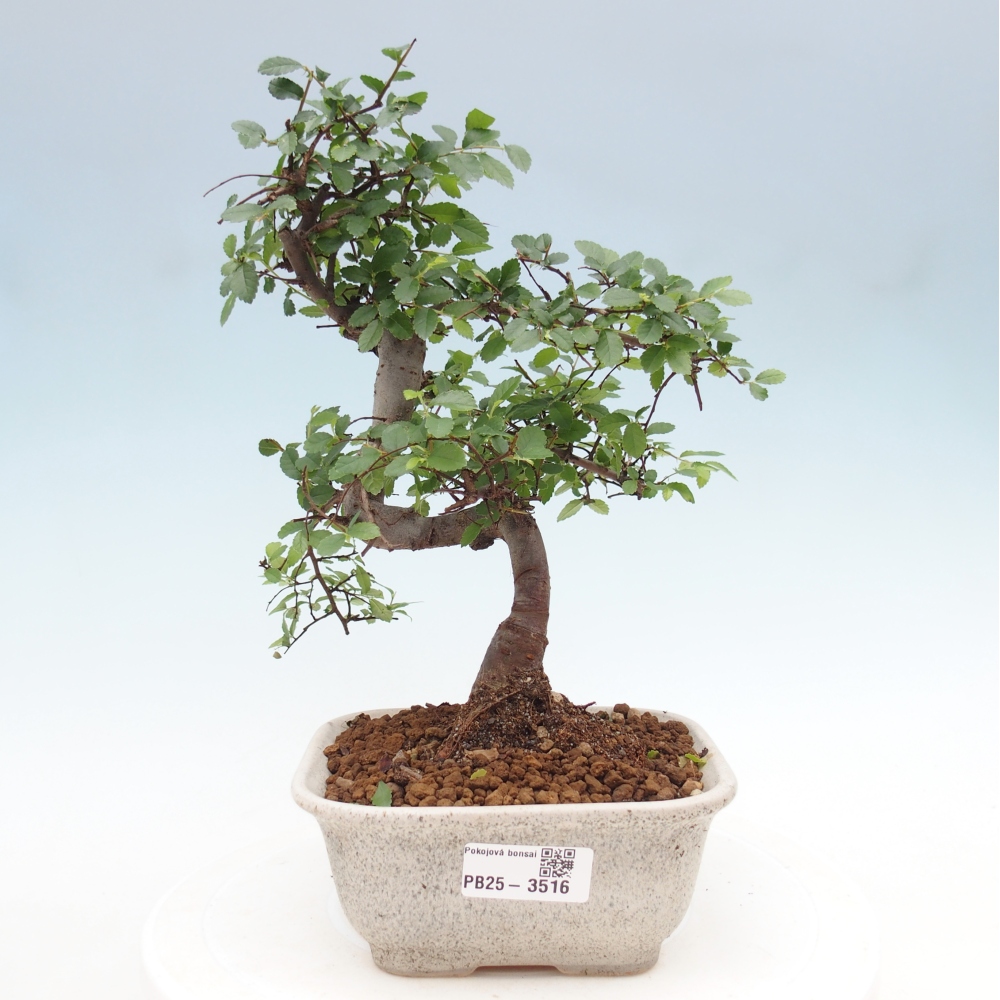 Pokój bonsai - Ulmus parvifolia - Wiąz drobnolistny