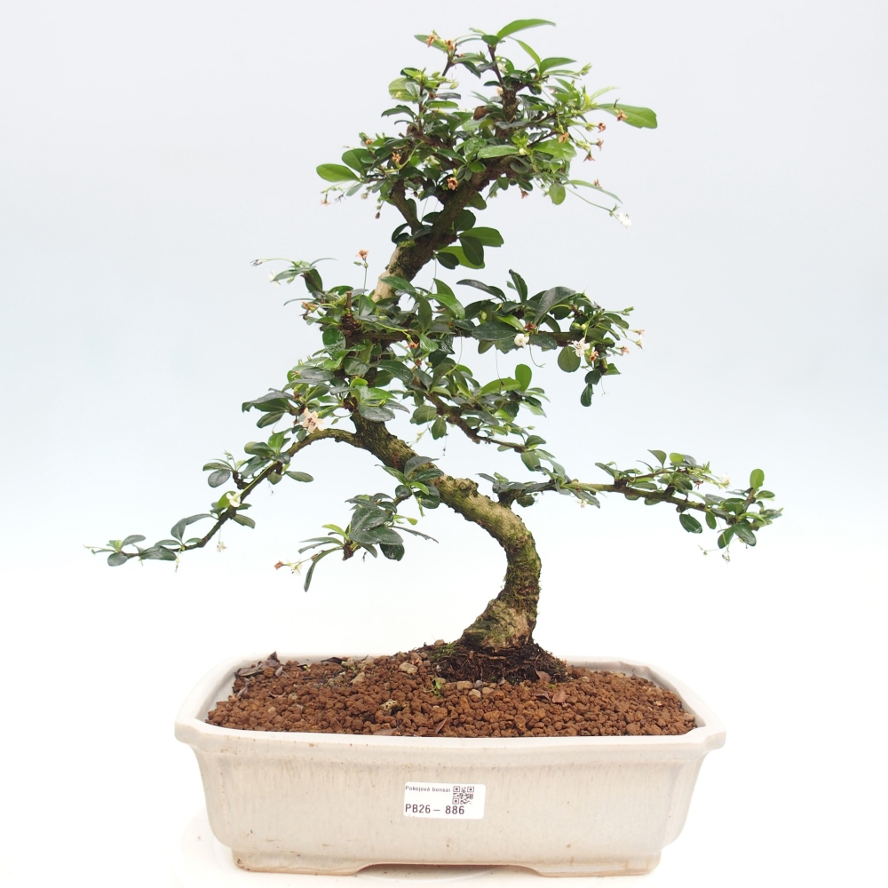 Bonsai pokojowe - Carmona macrophylla - Tea fuki