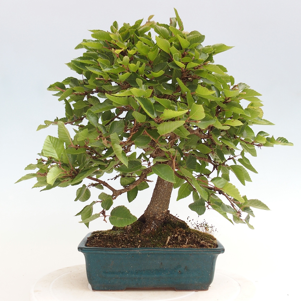Bonsai plenerowe - Carpinus Coreana - grab koreański