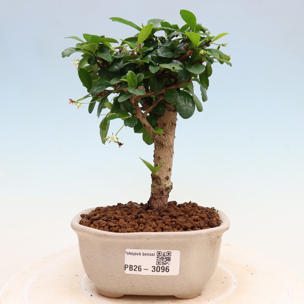 Bonsai pokojowe - Carmona macrophylla - Tea fuki