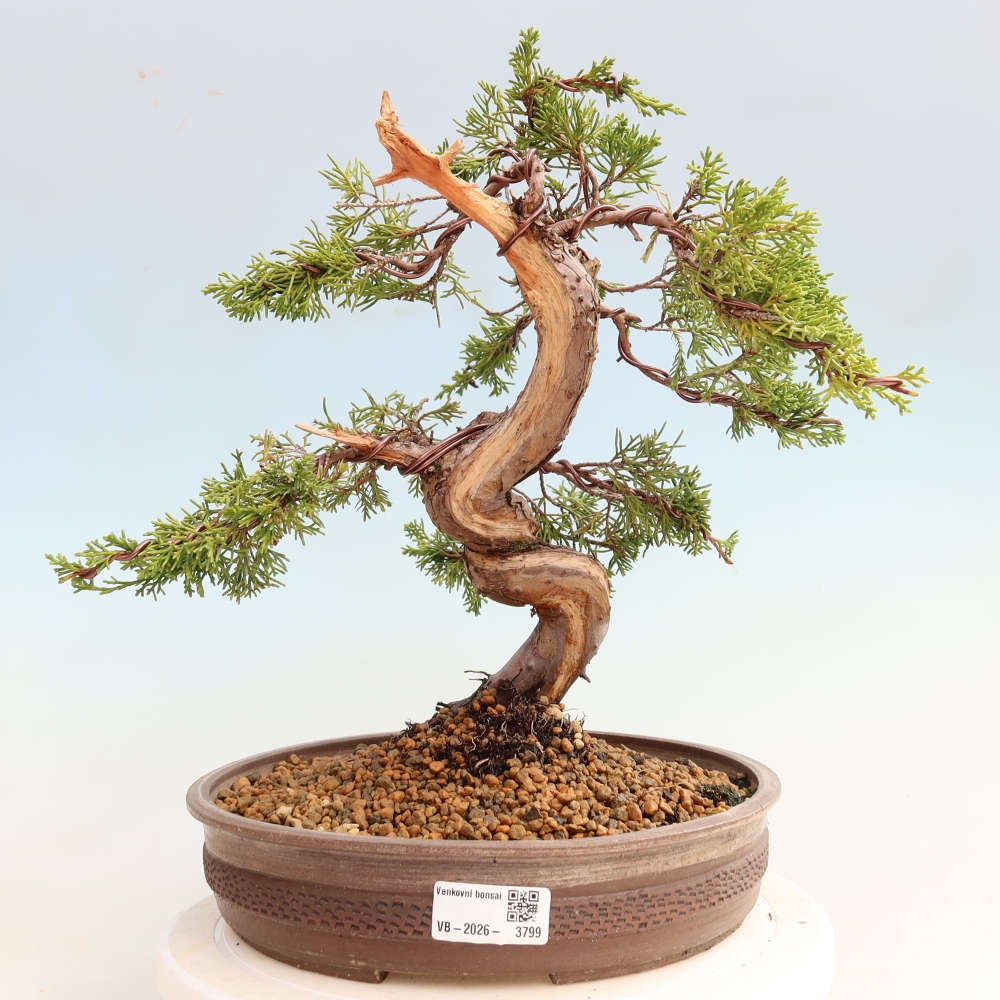 Bonsai ogrodowe – Juniperus chinensis Itoigawa – jałowiec chiński