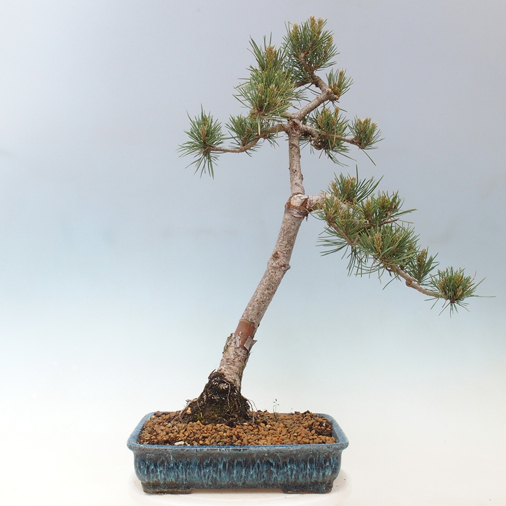 Outdoor bonsai - Pinus Sylvestris - sosna zwyczajna
