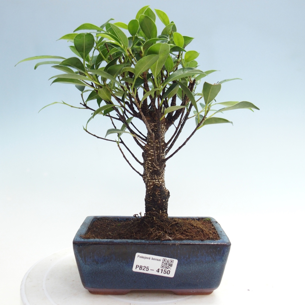 Pokój bonsai - Ficus retusa - figowiec drobnolistny