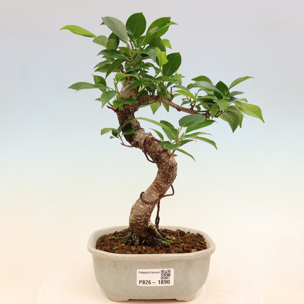 Pokój bonsai - Ficus retusa - figowiec drobnolistny