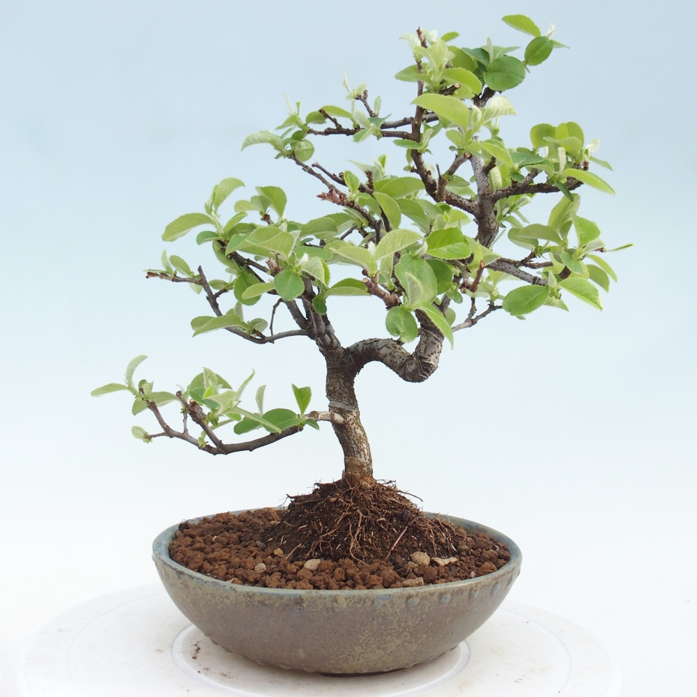 Bonsai zewnętrzne - Chaneomeles chinensis