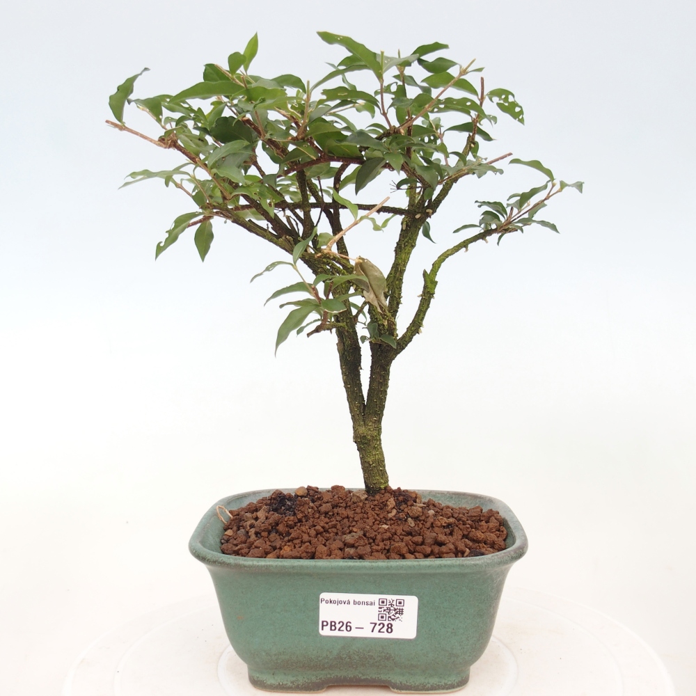 Pokój bonsai - Malpighia coccigera- Barbdor Cherry