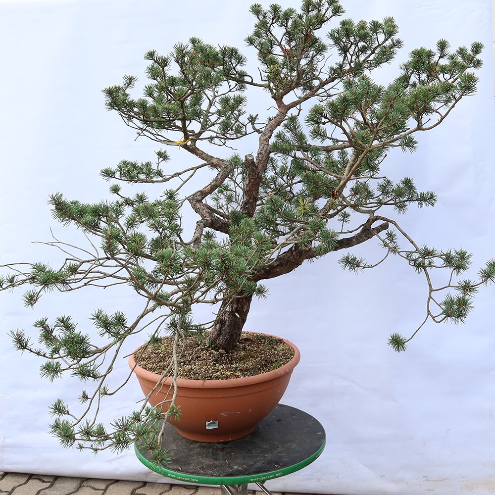 Pinus sylvestris Hiszpania – sosna zwyczajna