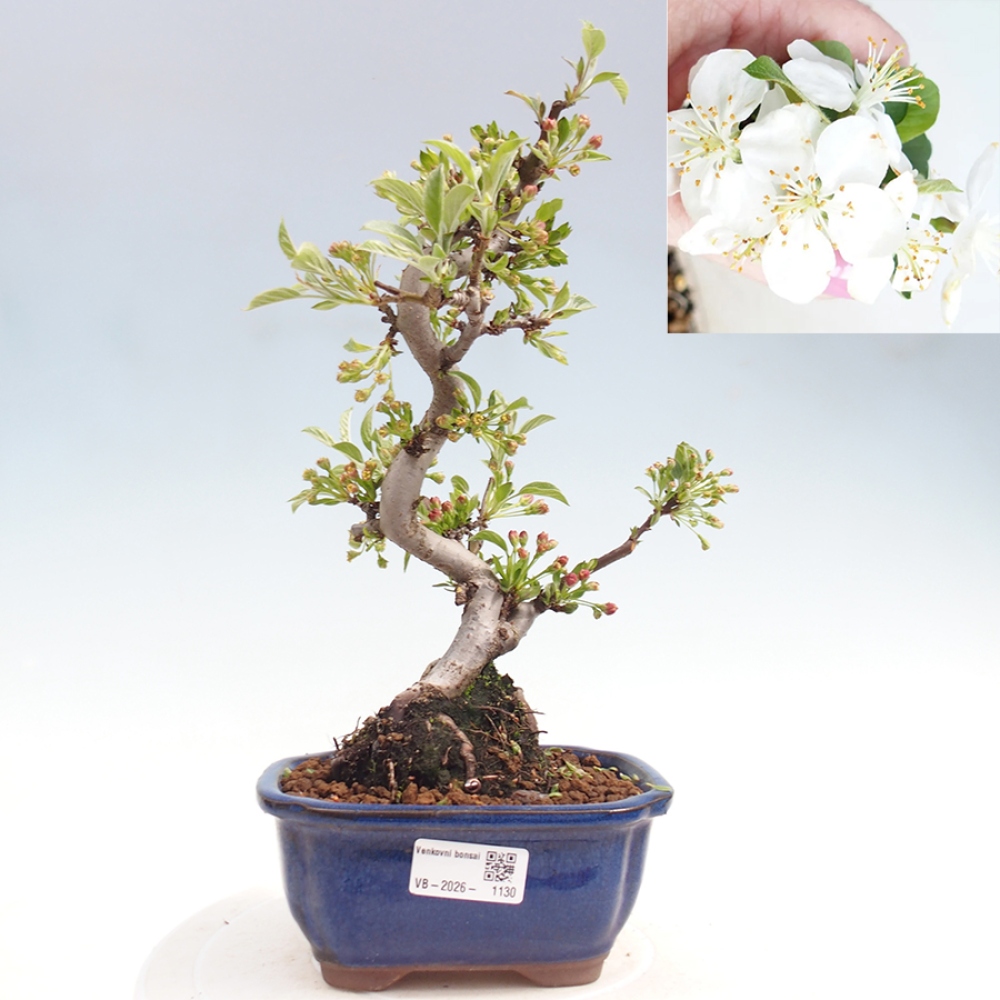 Outdoor bonsai - Malus sargentii - Jabłoń drobnoowocowa