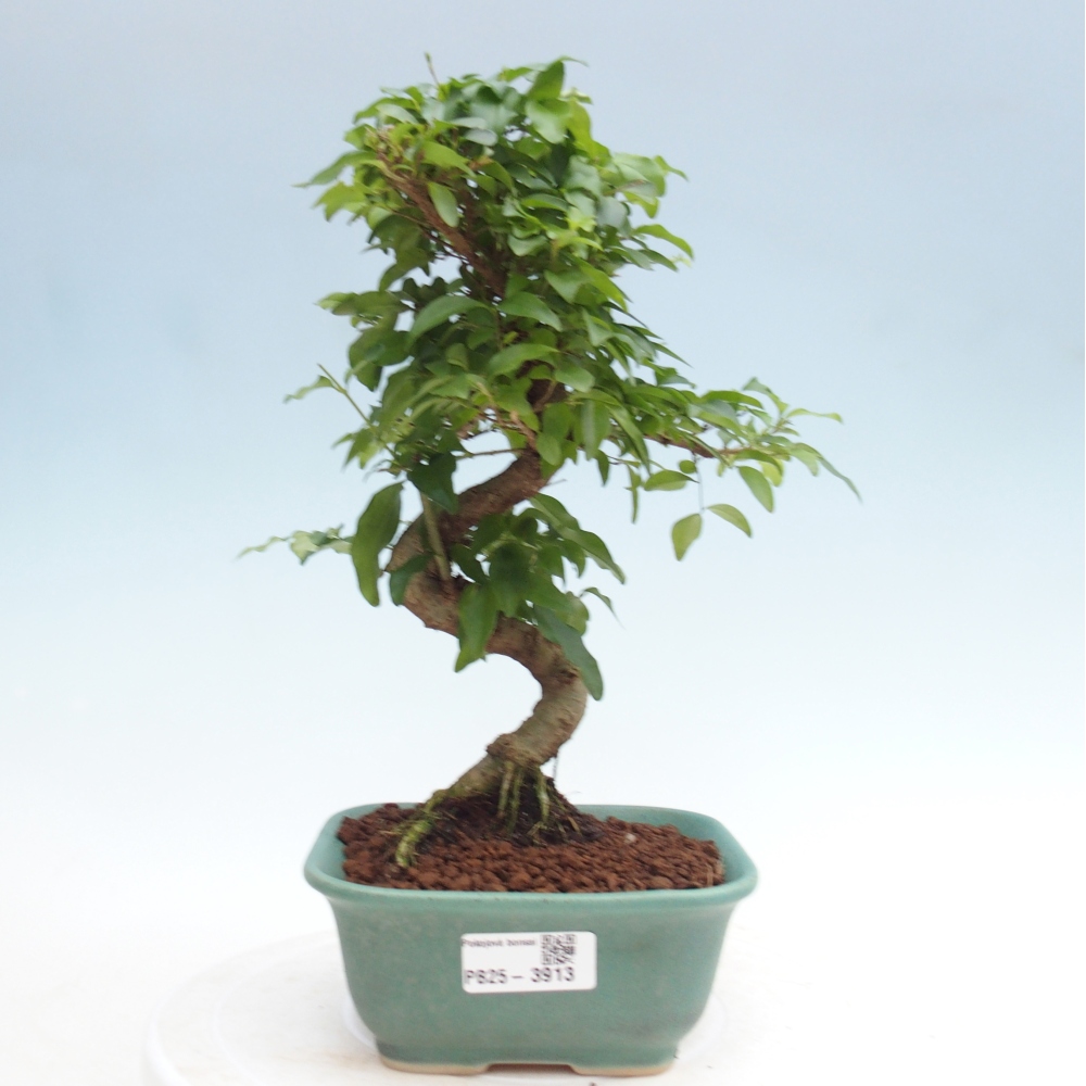 Pokój bonsai - Ligustrum chinensis - Dziób ptaka