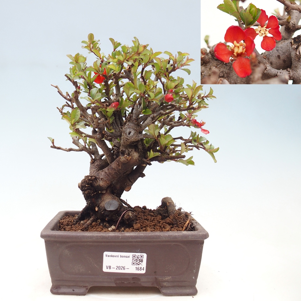 Bonsai zewnętrzne - Chaneomeles speciosa - Pigwa