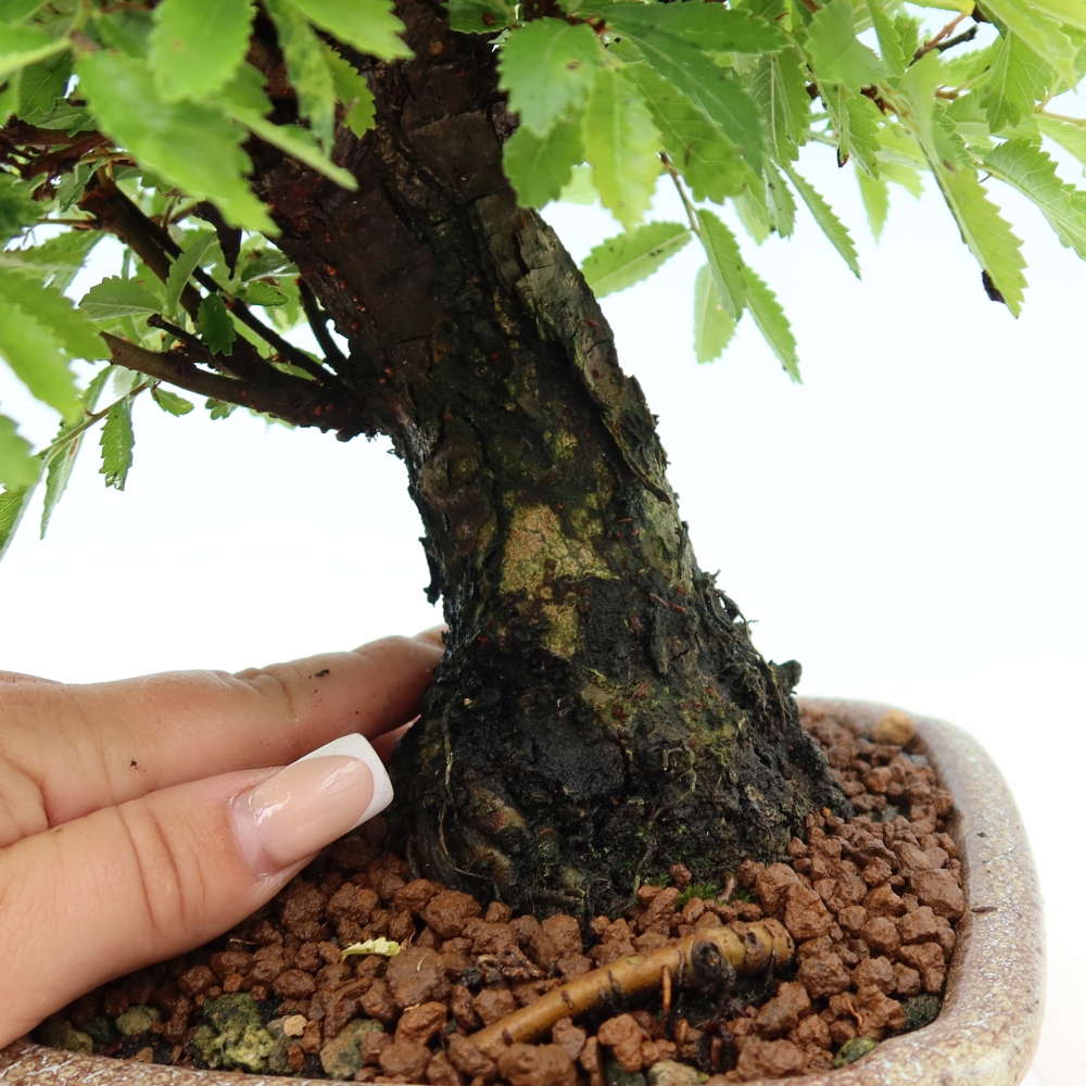 Bonsai zewnętrzne - Zelkova - Zelkova NIRE