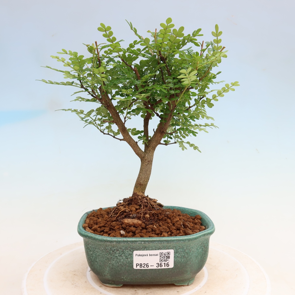 Pokój bonsai - Zantoxylum piperitum - drzewo pieprzowe