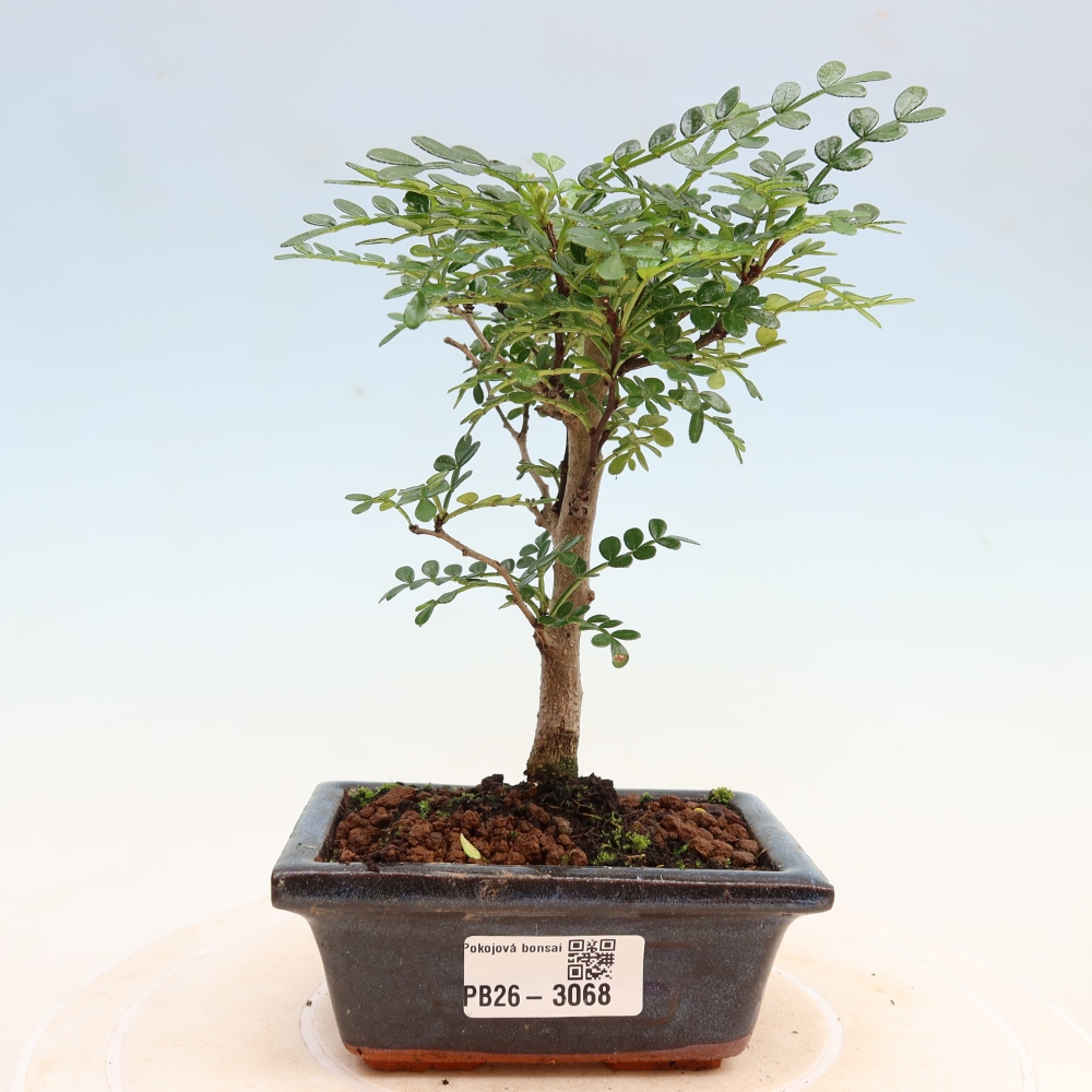 Pokój bonsai - Zantoxylum piperitum - drzewo pieprzowe