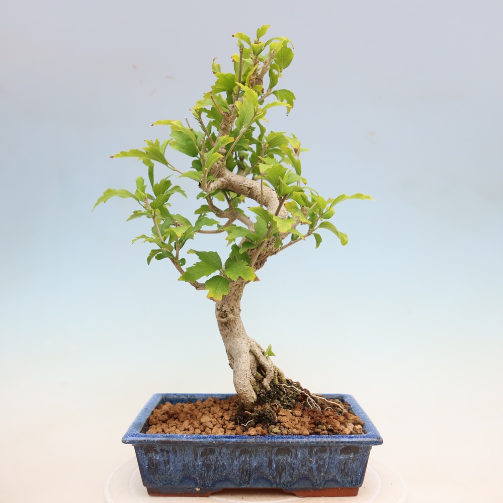 Bonsai ogrodowe – Hibiscus syriacus – hibiskus syryjski