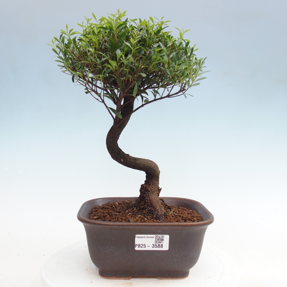 Pokój bonsai - Syzygium - Pimento