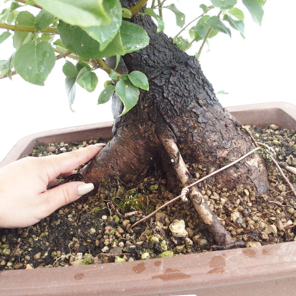 Bonsai na zewnątrz - Mahalebka - Prunus mahaleb