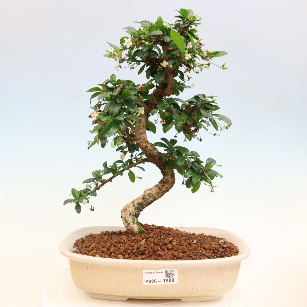 Bonsai pokojowe - Carmona macrophylla - Tea fuki
