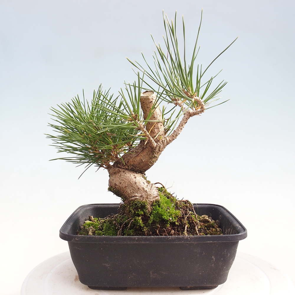 Outdoor bonsai - Pinus thunbergii - sosna Thunberga