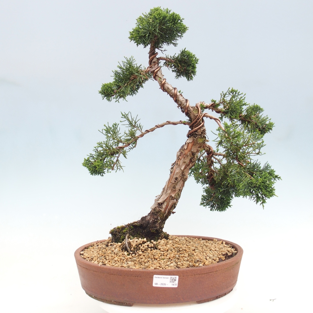 Outdoor bonsai - Juniperus chinensis Kishu