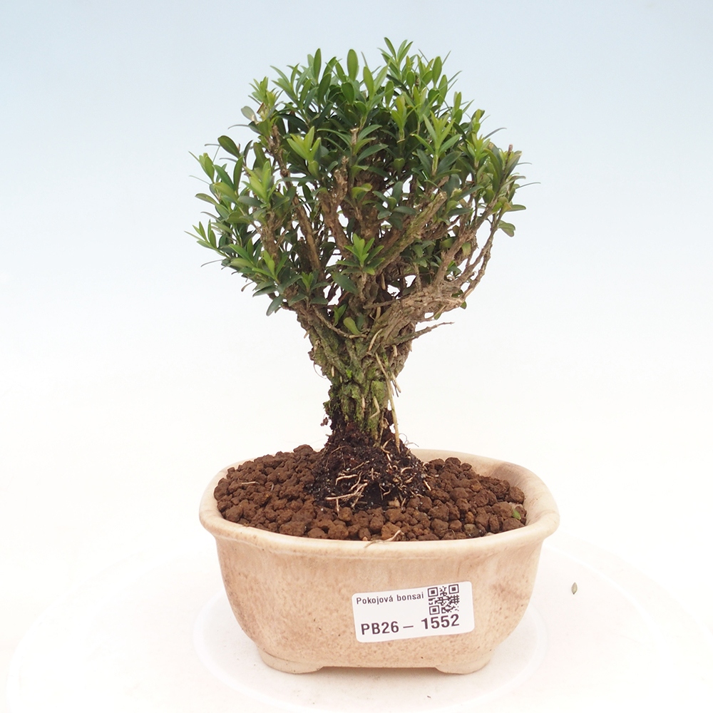 Pokój bonsai - Buxus harlandii - buxus korkowy