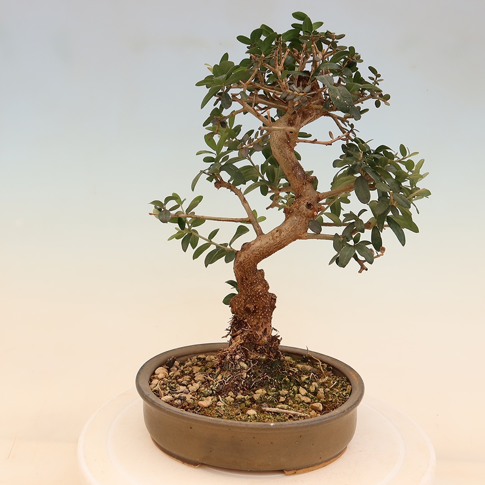 Bonsai do wnętrz - Olea europaea sylvestris