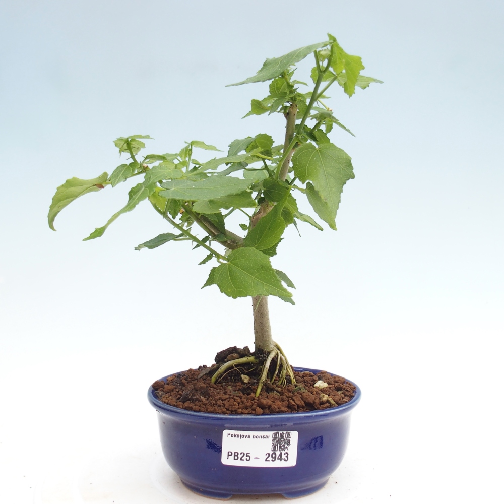 Kryte bonsai - Malvaviscus arboreus - hibiskus drzewny