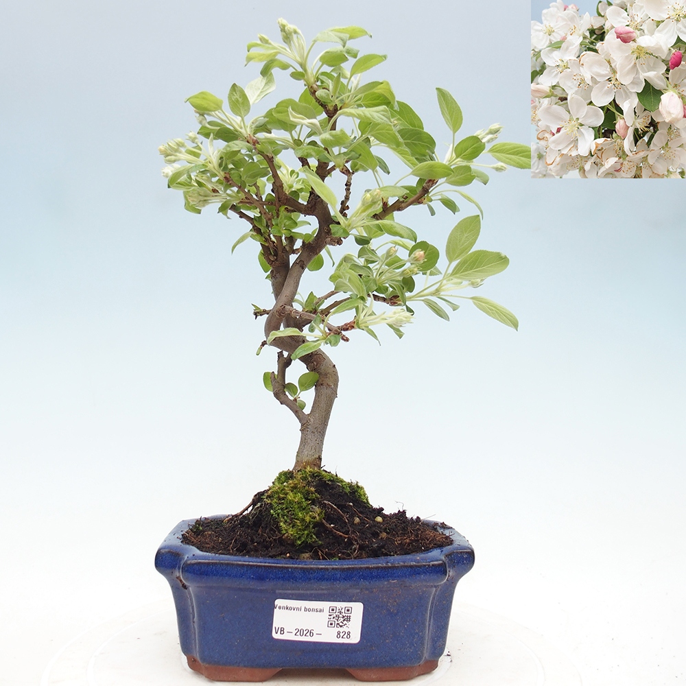 Outdoor bonsai - Malus halliana - Jabłoń drobnoowocowa