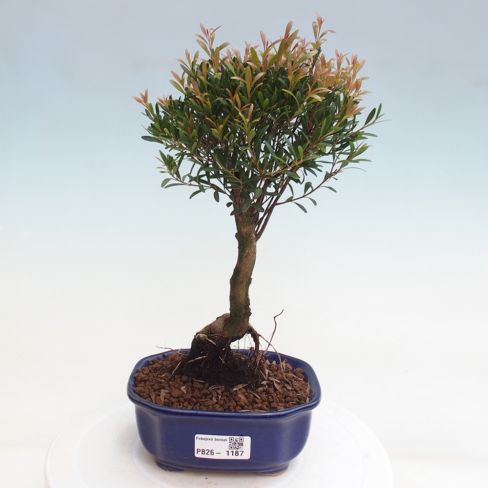 Pokój bonsai - Syzygium - Pimento